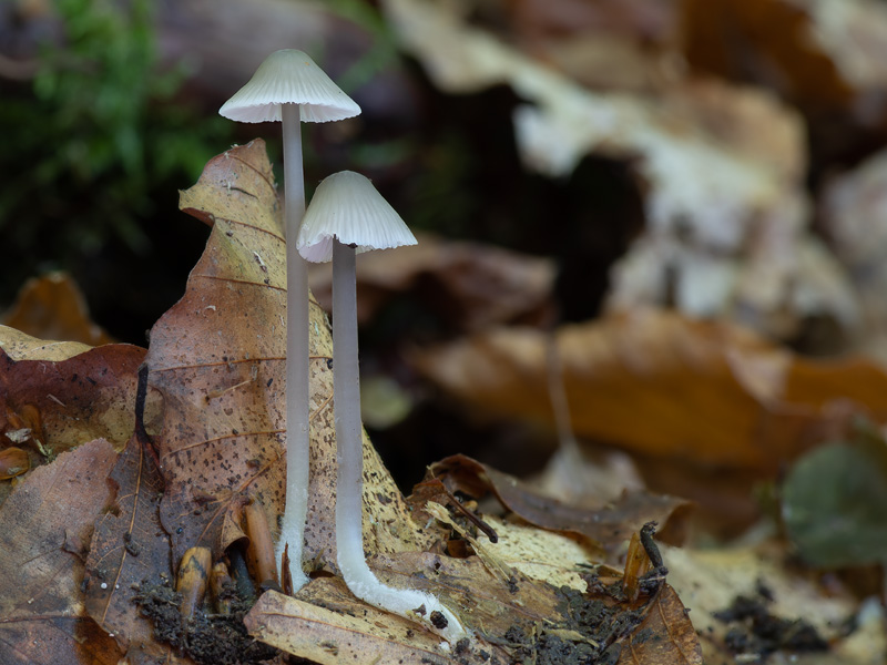 Mycena fagetorum